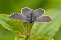 David Plant Photography - Wildlife Photography - Small blue - H